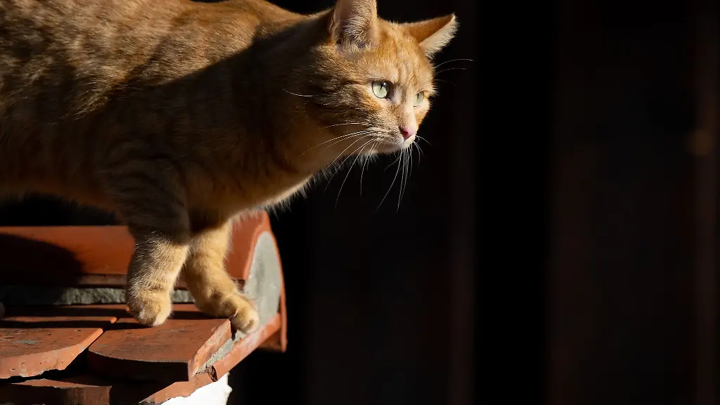 Eine-Katze-laeuft-in-der-Sonne-ueber-eine-Mauer