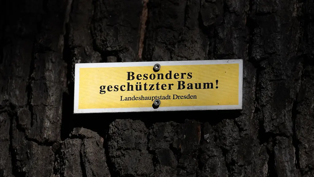 Ein-Schild-Besonders-geschuetzter-Baum-ist-am-Stamm-einer-Eiche-angeschraubt