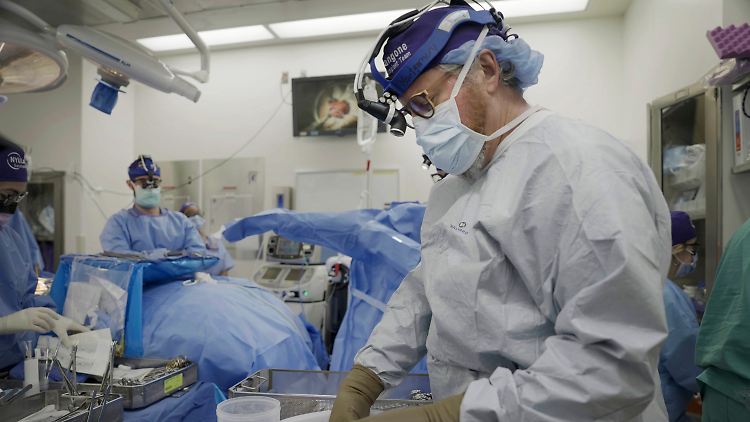 Robert Montgomery präpariert die Schweineniere vor der Transplantation.