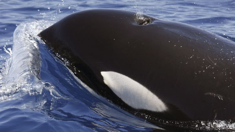 Antarktische Orcas sehen oft gelblich aus.