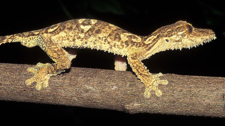 Blattschwanzgecko aus Madagaskar: Die neue Gecko-Art ist der bisher bekannten Art Uroplatus henkeli sehr ähnlich. 