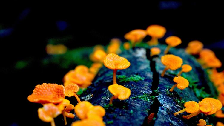 Das Gewinnerbild zeigt einen orangefarbenen Porenpilz. Die invasive Art bringt bisher unbekannte ökologische Folgen für australische Ökosysteme mit. 