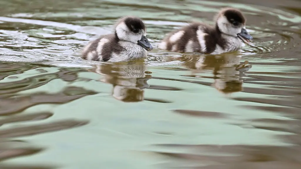 Zwei-Nilgans-Kueken-schwimmen-in-einem-See