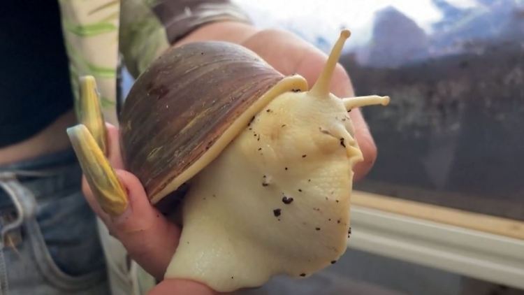 snail.JPG