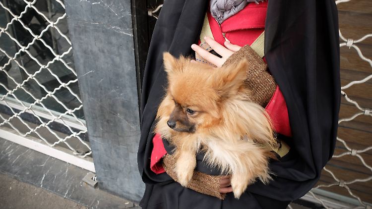 Obgleich erzkonservative Geistliche sie missbilligen: Hunde werden im Iran immer beliebter (Archivbild).