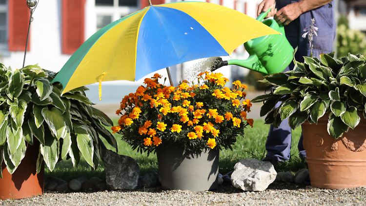 Experten gehen davon aus, dass in wenigen Jahrzehnten in jedem Sommer Durchschnittstemperaturen von 20 Grad erreicht werden.