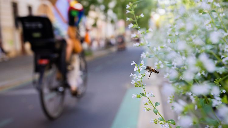 Eine Biene fliegt auf der Bergmannstraße im Berliner Stadtteil Kreuzberg neben einem Fahrradweg, neben dem Blumenkübeln stehen.