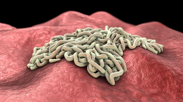 Die Darstellung symbolisiert Rundwürmer. Necator americanus zählt zu den Spulwürmern, auch Nematoden genannt.