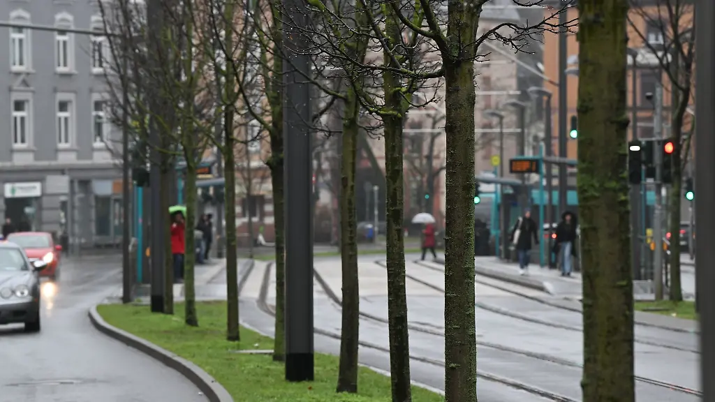 Spitzahorn-Baeume-stehen-im-Frankfurter-Nordend-an-der-vielbefahrenen-Friedberger-Landstrasse