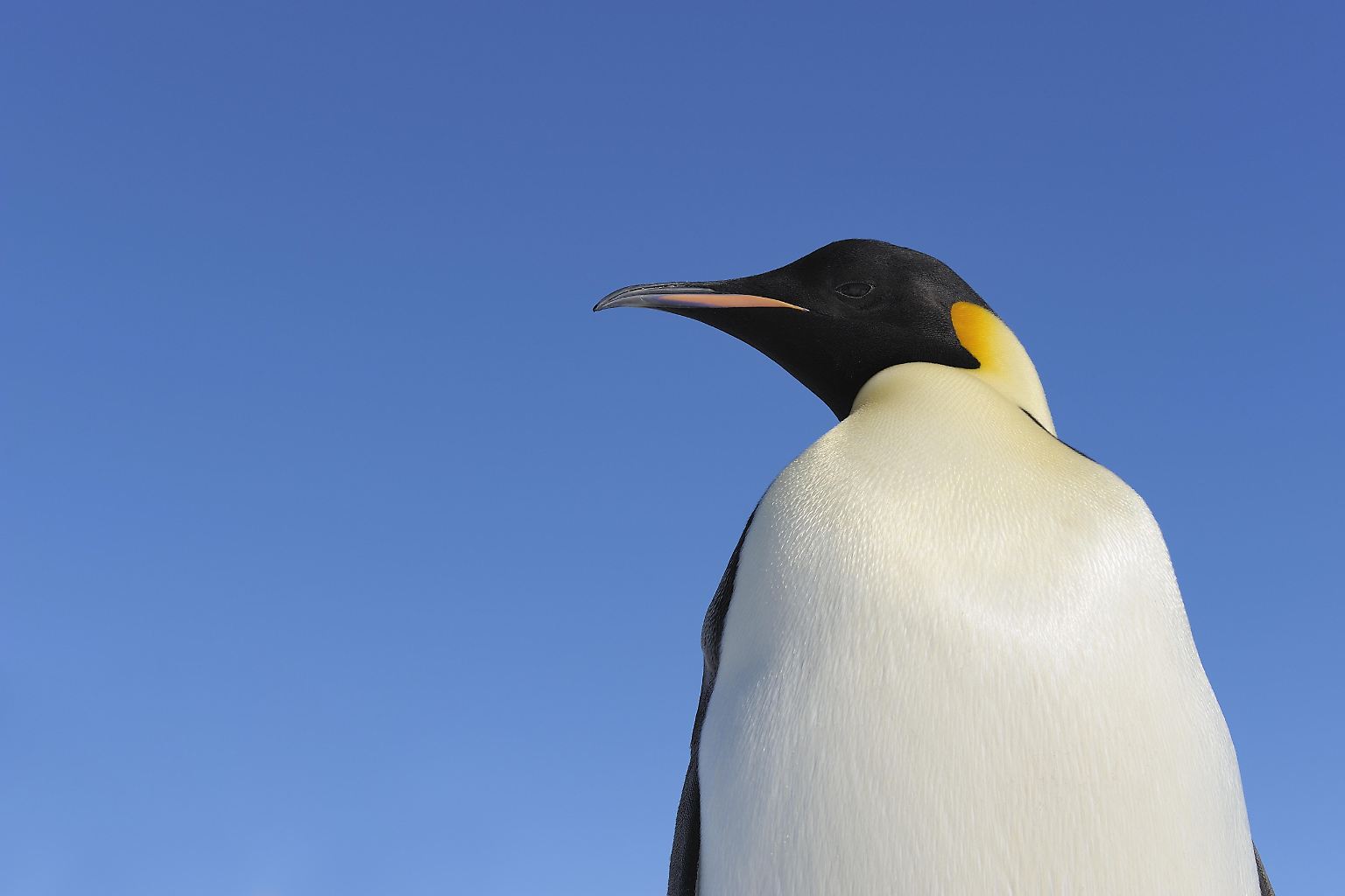 Kaiserpinguine verdienen ihren Namen, denn ...