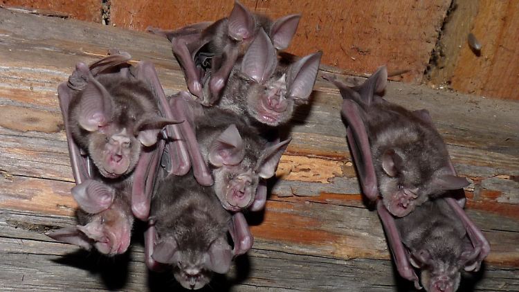 Eine Gruppe von Jungtieren der Hufeisennasen hängt von der Decke.