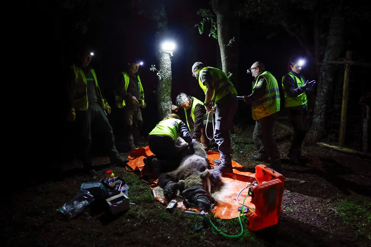 2024-02-08T080941Z-305377335-RC2NW1AR3GS0-RTRMADP-3-SPAIN-WILDLIFE-IBERIAN-BEAR