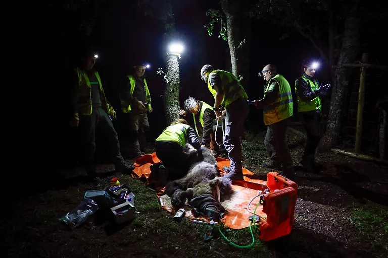 2024-02-08T080941Z-305377335-RC2NW1AR3GS0-RTRMADP-3-SPAIN-WILDLIFE-IBERIAN-BEAR