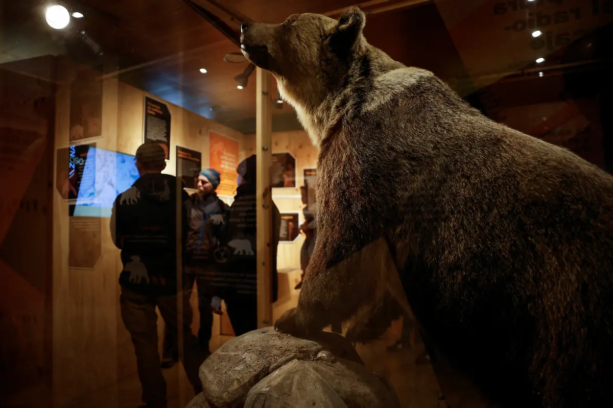 2024-02-08T080928Z-236456844-RC2C44AFQ7O1-RTRMADP-3-SPAIN-WILDLIFE-IBERIAN-BEAR