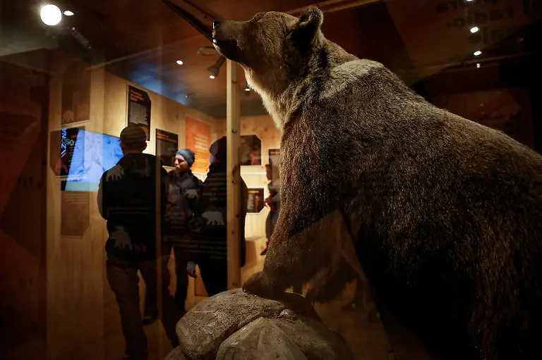 2024-02-08T080928Z-236456844-RC2C44AFQ7O1-RTRMADP-3-SPAIN-WILDLIFE-IBERIAN-BEAR