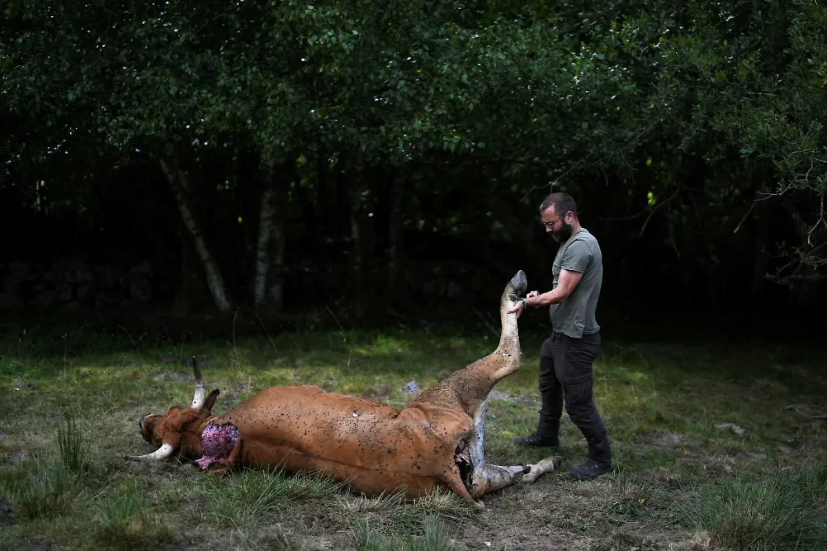 Daniel-Pinto-mit-Kuh-die-von-Baer-getoetet-worden-sein-soll