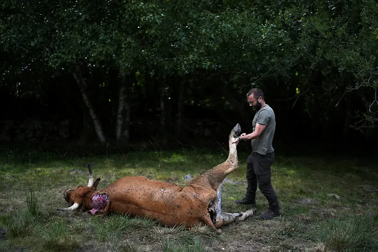 Daniel-Pinto-mit-Kuh-die-von-Baer-getoetet-worden-sein-soll