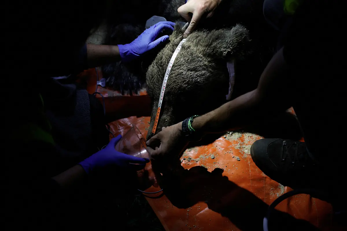 2024-02-08T080936Z-288816504-RC2NW1AVIZBE-RTRMADP-3-SPAIN-WILDLIFE-IBERIAN-BEAR