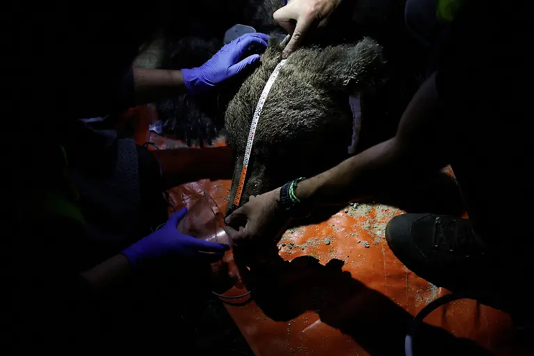 2024-02-08T080936Z-288816504-RC2NW1AVIZBE-RTRMADP-3-SPAIN-WILDLIFE-IBERIAN-BEAR