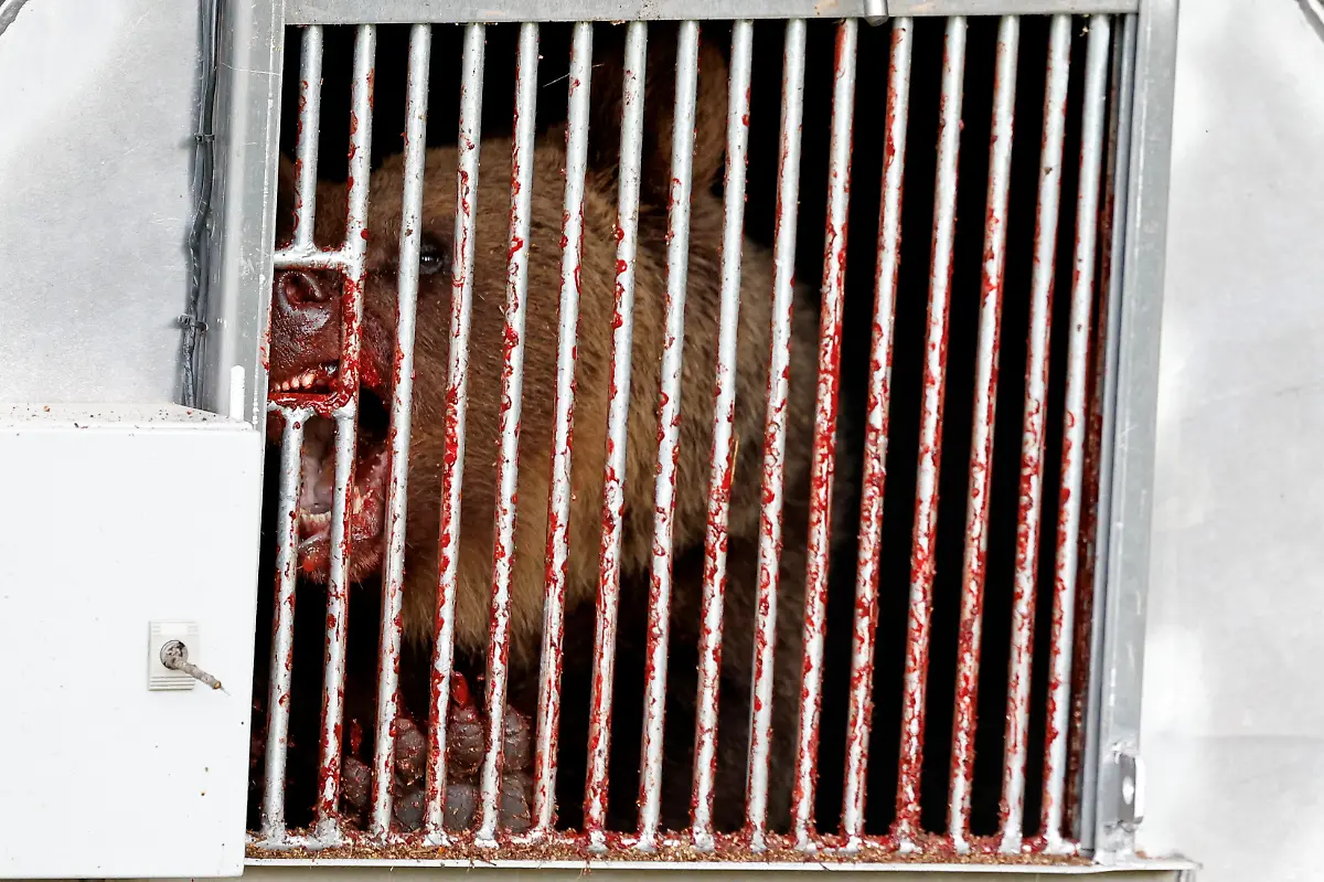 2024-02-08T080927Z-1738786345-RC2UAU9Q9K9L-RTRMADP-3-SPAIN-WILDLIFE-IBERIAN-BEAR