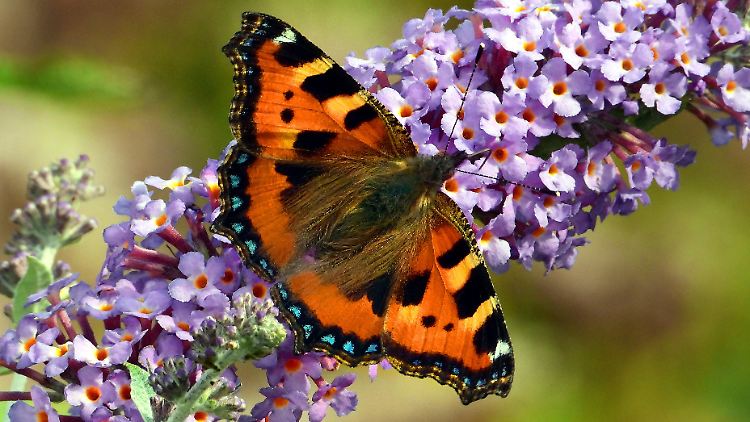 Kleiner Fuchs (Aglais urticae) auf dem Blütenstand einer Buddleia.