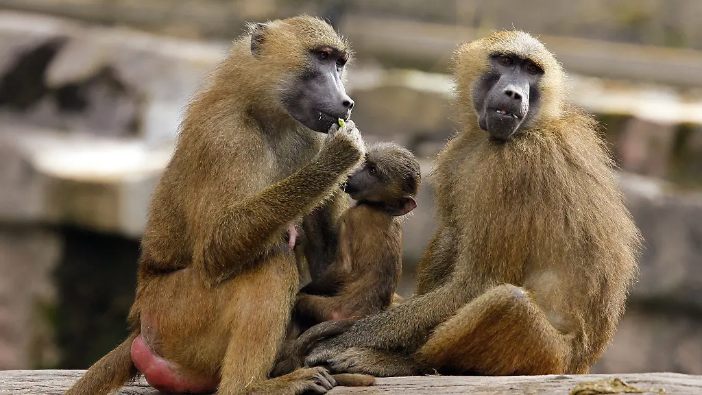 Eine-Gruppe-Paviane-sitzt-in-ihrem-Gehege-im-Tiergarten-in-Nuernberg-Mittelfranken-fressend-auf-einem-Baumstamm