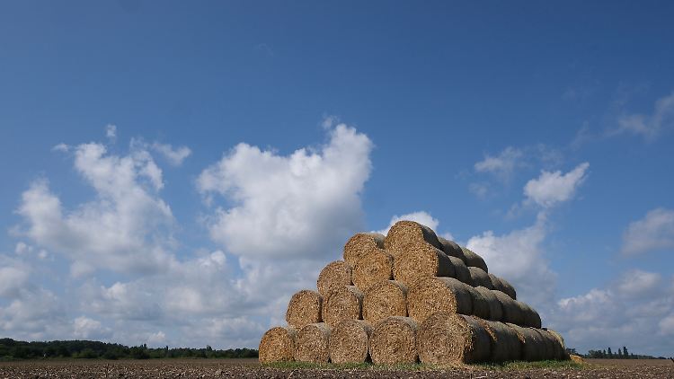 38 Millionen Tonnen Getreide haben die Landwirte hierzulande voraussichtlich eingefahren.
