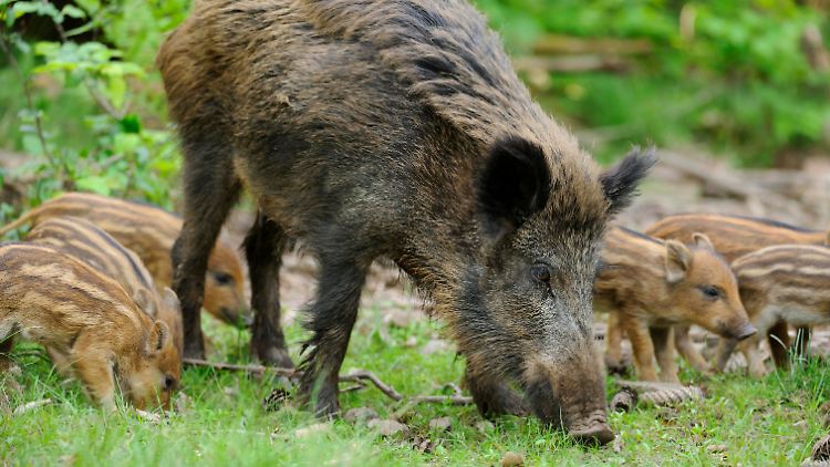 Wildschweine sind bis heute durch die Atomwaffentests der 1950er Jahre belastet - und zwar unerwartet hoch.