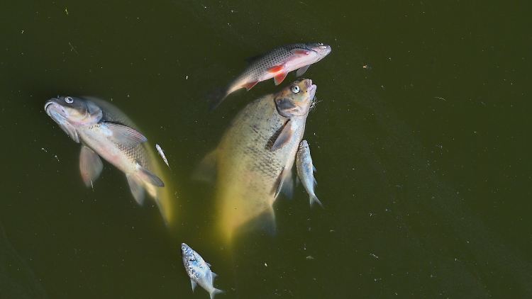 Im vergangenen Sommer löste eine giftige Alge ein Fisch-Massensterben aus.