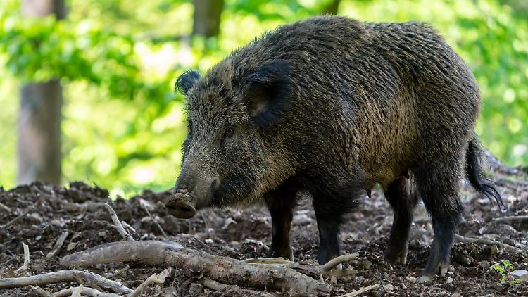 Mit Wildschweinen ist nicht zu spaßen.