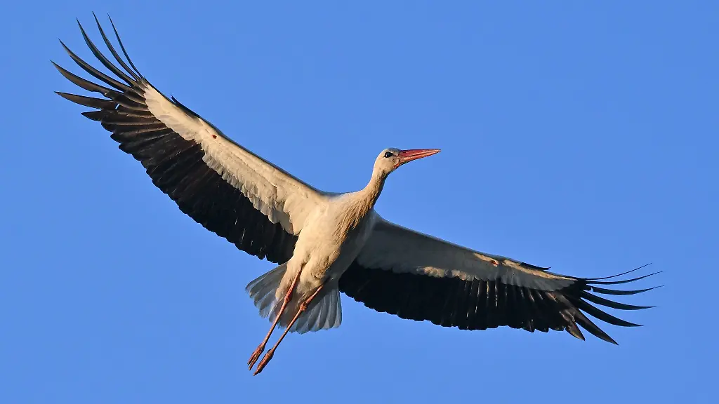 ILLUSTRATION-Im-Licht-der-Morgensonne-fliegt-ein-Weissstorch-am-blauen-Himmel-vorueber
