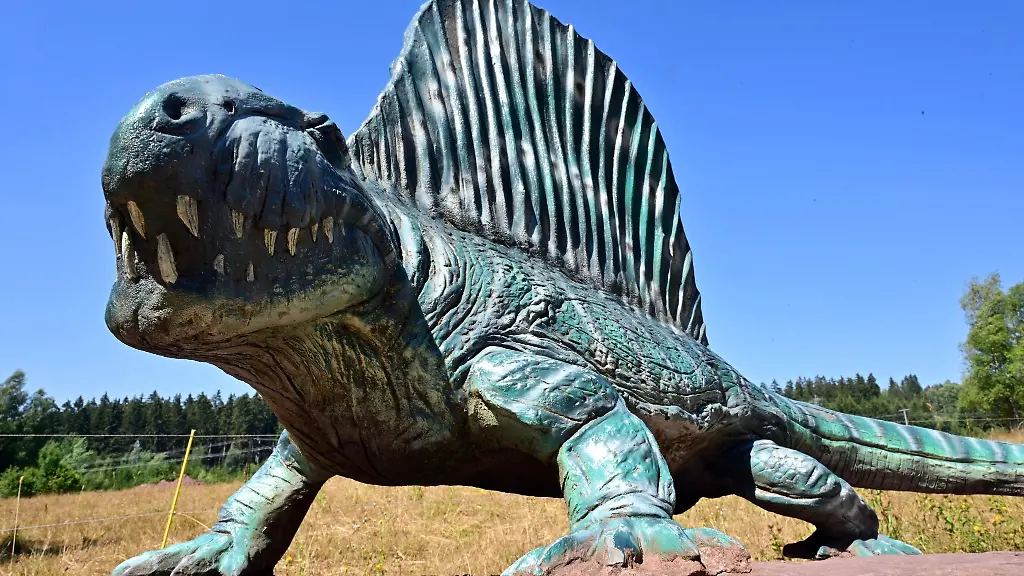 Die-Nachbildung-eines-Segelruecken-Sauriers-Dimetrodon-teutonis-dessen-Ueberreste-am-Bromacker-ausgegraben-wurden-ist-am-Bromacker-zwischen-Tambach-Dietharz-und-Georgenthal-aufgestellt-und-Teil-eines-Saurier-Erlebnispfades