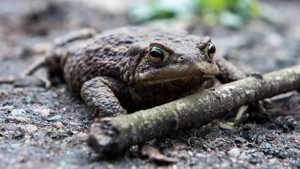 Eine-Kroete-laeuft-ueber-den-Boden