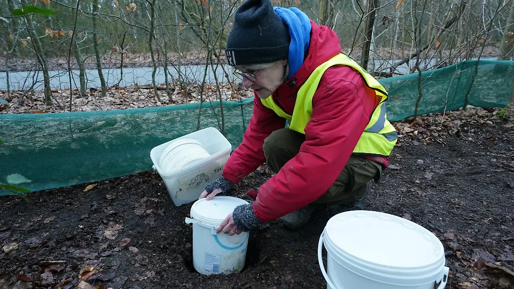 Irm-Hermans-vom-Naturschutzbund-Deutschland-Nabu-steckt-einen-Auffangeimer-in-ein-Loch-vor-einem-Schutzzaun-gegenueber-des-Doppelteichs