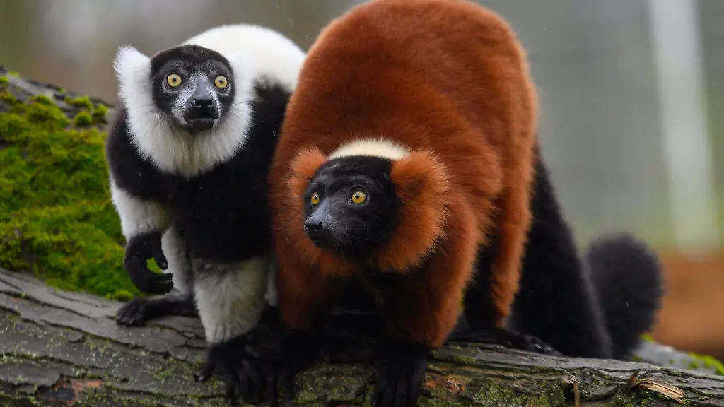 Ein-Schwarzweisser-und-ein-Roter-Vari-sitzen-im-Zoo-Magdeburg-nebeneinander