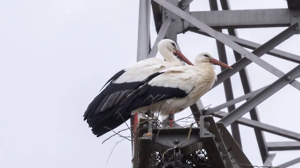Ein-Storchen-Paar-auf-einem-Hochspannungsmast
