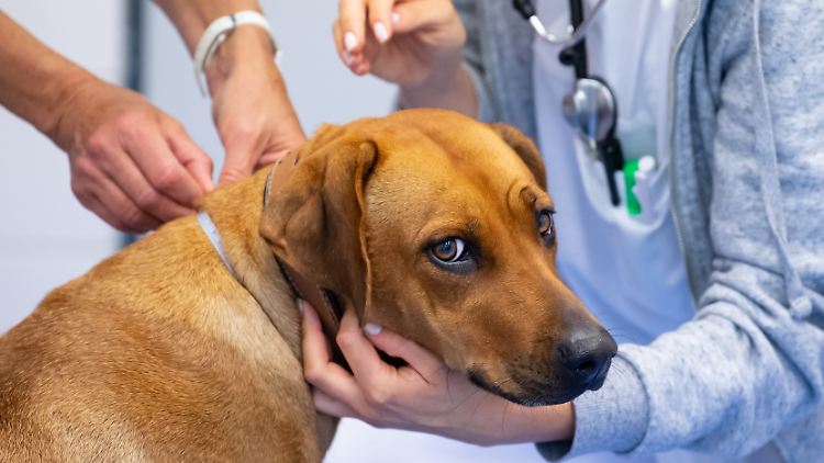 Wer mit seinem Hund, seiner Katze oder seinem Goldhamster zum Tierarzt geht, muss mit deutlich höheren Kosten als vor einem Jahr rechnen.