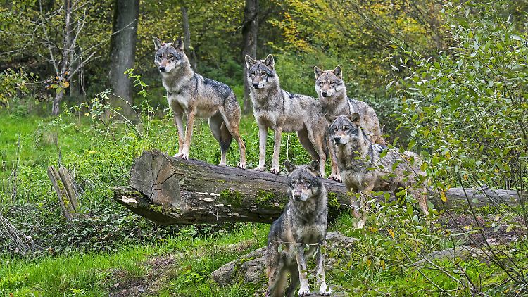 Wölfe jagen in Rudeln und versetzen die Halter von Schafen oder Ziegen inzwischen in Angst und Schrecken.