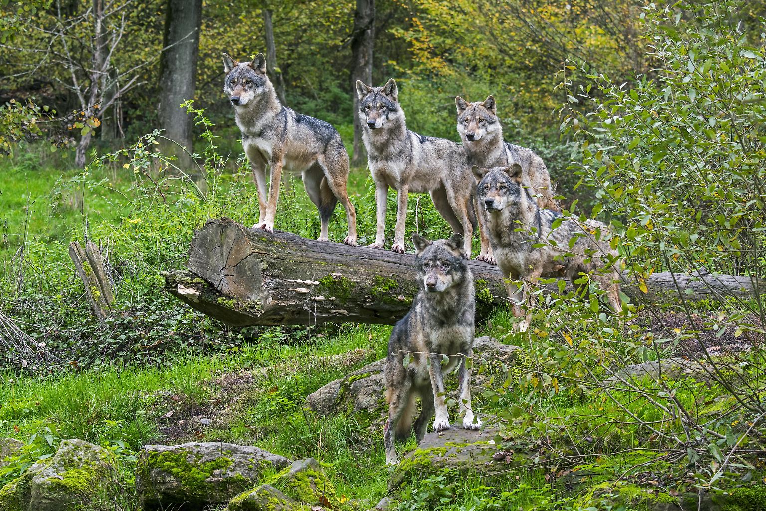 Was Sind Die Schlausten Tiere Der Welt www.n-tv.de