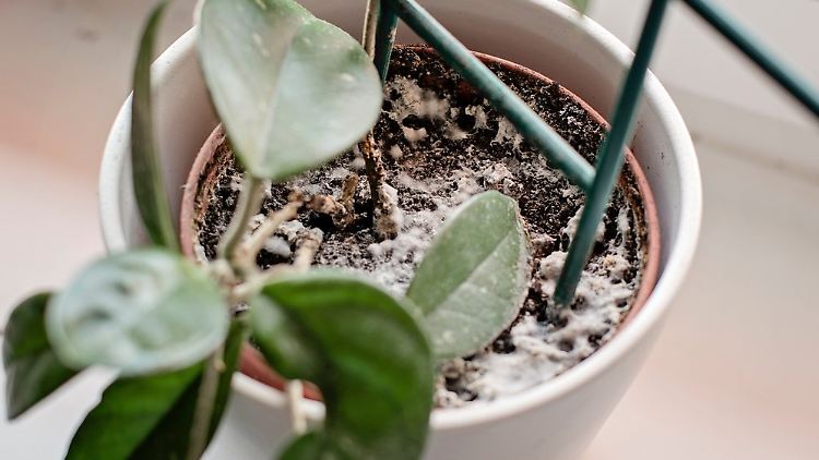 Der obere Teil der Blumenerde ist zwar weiß, aber nicht flauschig? 