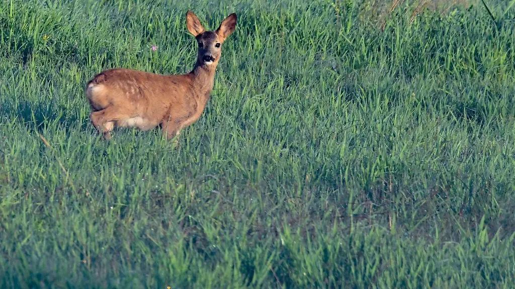 Ein-Reh-steht-in-einer-Wiese