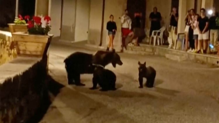 Die Bärin "Amarena" war in den italienischen Dörfern ein gern gesehener Gast. Probleme mit dem Tier soll es nicht gegeben haben.