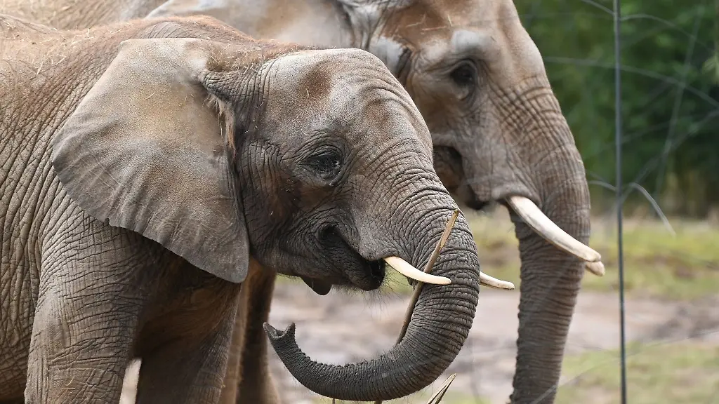 Afrikanische-Elefanten-sind-in-ihrem-Aussengehege-im-Opel-Zoo-unterwegs