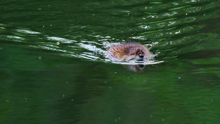 Bisamratten wurden ursprünglich wegen ihres Pelzes eingeführt - jetzt zerstören sie vielerorts Uferbefestigungen.