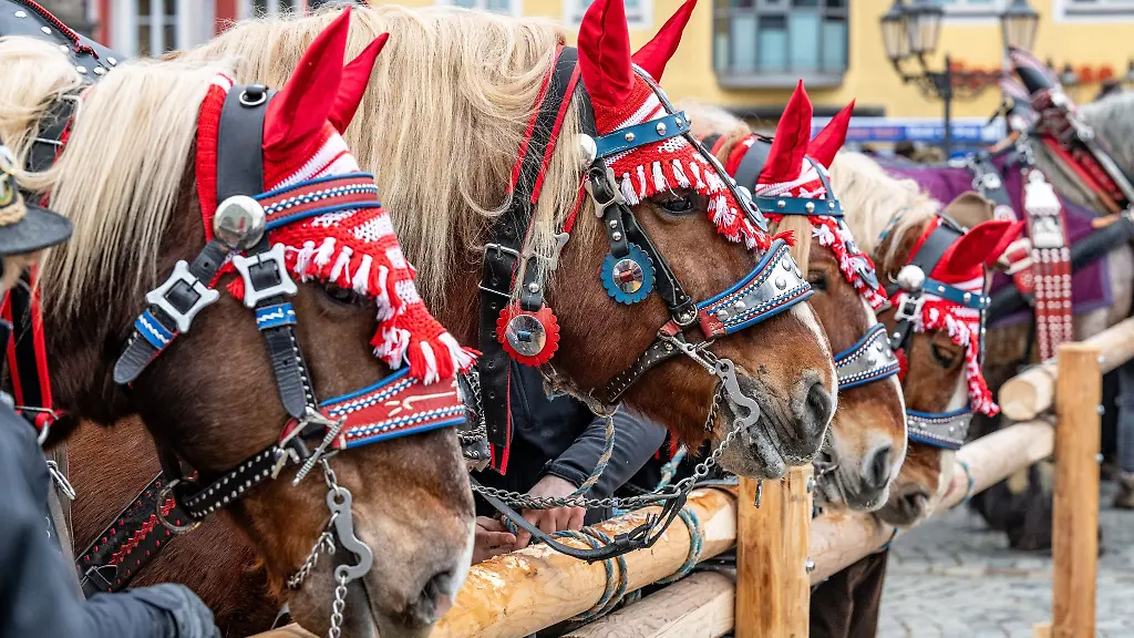 Geschmueckte-Pferde-stehen-waehrend-dem-Berchinger-Rossmarkt-in-der-Innenstadt