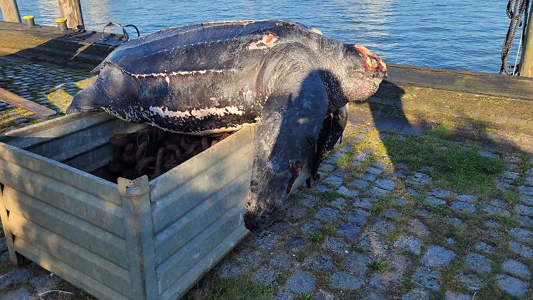 Die verendete Lederschildkröte liegt auf einer Kiste im Hafen von Büsum.