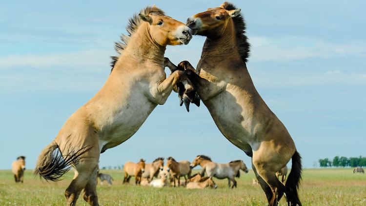 Kämpfende Przewalski-Pferde: Sie haben ihren Namen von ihrem Entdecker, dem russischen Forscher Nikolaj Przewalski.