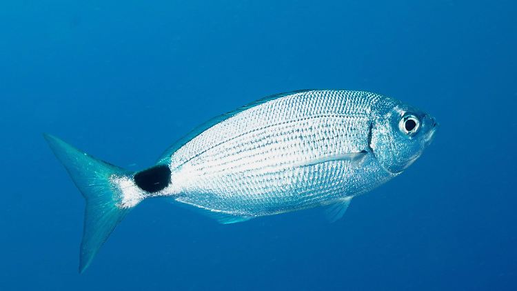 Bandbrassen sind im nordöstlichen Atlantik und im gesamten Mittelmeer heimisch.
