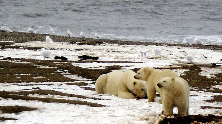 Die Region ist Lebensraum vieler Tierarten - darunter auch der Eisbär.