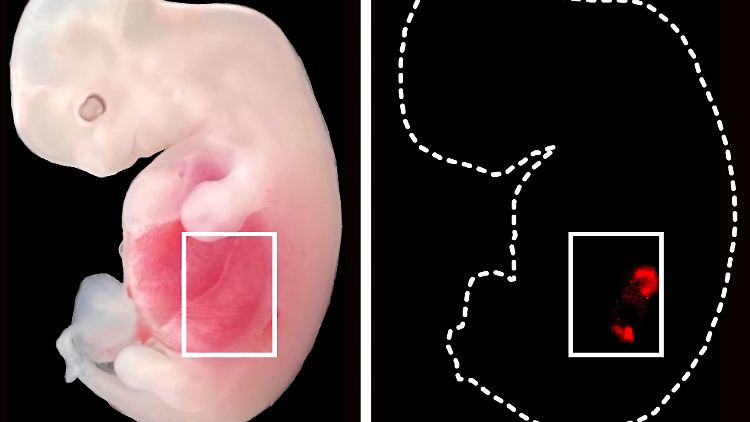 Eine grafische Darstellung zeigt "humanisierte" Nierenzellen (rote Fluoreszenz) im Inneren von Embryos von Schweinen.
